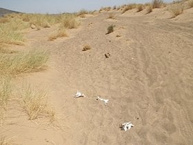 コース上には白骨が散見された。何の骨だろう？