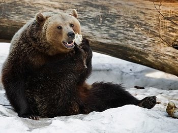 札幌圏内でヒグマが人間を殺して腹部、臀部などを食べて…持っていれば生存確率が上がるものとは＜Number Web＞ photograph by Getty Images