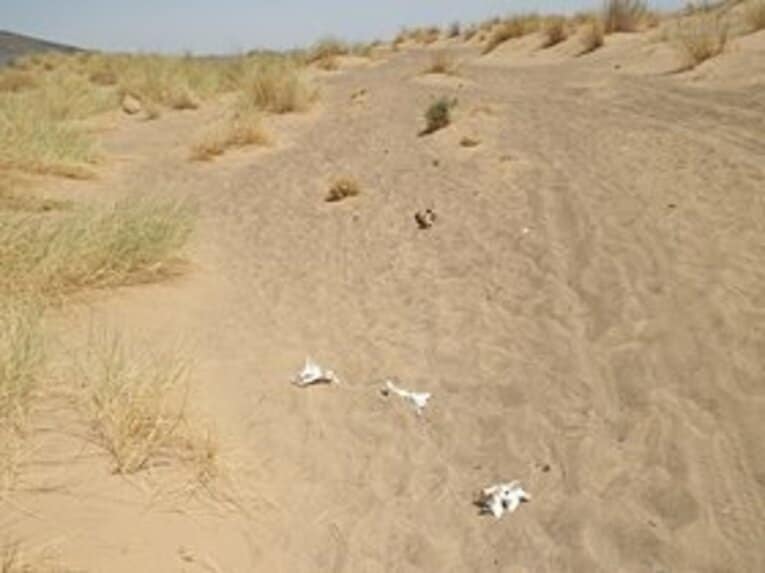 コース上には白骨が散見された。何の骨だろう？