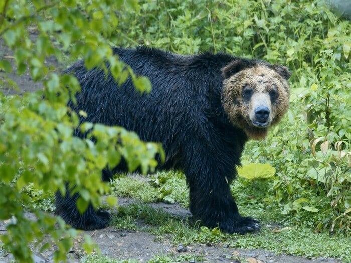 「おい、クマだ、クマだ」小便中にヒグマと遭遇…その後の惨劇「思い出すと、夜も眠れない」3人が死亡した襲撃事件の生存者（87歳）が抱えるトラウマ＜Number Web＞ photograph by JIJI PRESS
