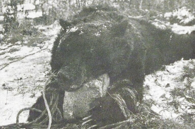 本件の加害グマ。全長193cm、14歳から16歳と見られる　（提供:門崎允昭氏）