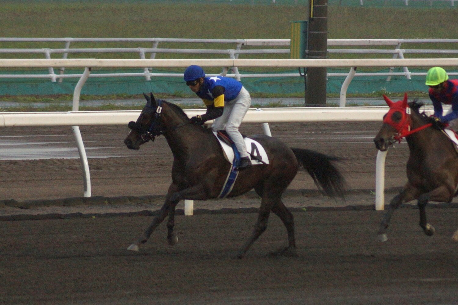 6月16日にデビューを果たしたオマタセシマシタ　提供：ホッカイドウ競馬