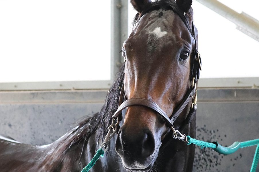 無敗の皐月賞馬=名馬という歴史。サートゥルナーリアは本当に1強か。<Number Web> photograph by Yuji Takahashi