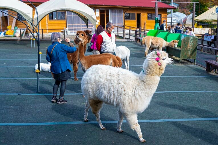 八ヶ岳アルパカ牧場のアルパカたち
