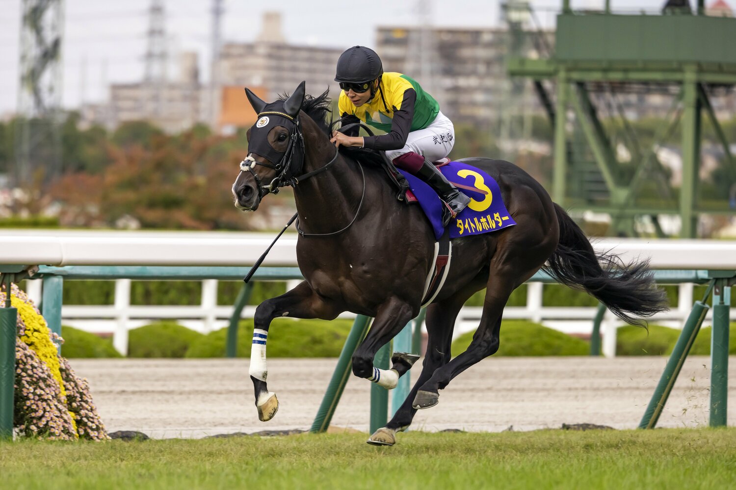 菊花賞を鮮やかに逃げ切ったタイトルホルダー。姉とは異なり、馬体重は460～470kg台と標準的　©Photostud