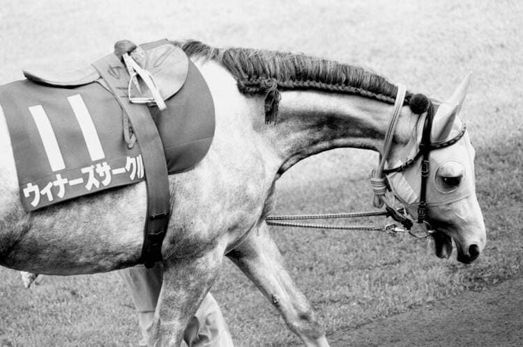 史上唯一“芦毛のダービー馬”ウィナーズサークルは引退後に…？ “東大”で