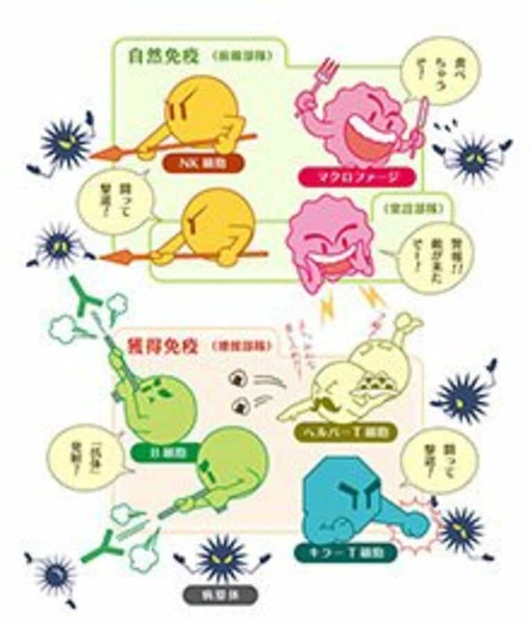 【自然免疫】 NK細胞（ナチュラルキラー細胞）が、身体の中に入ってきた病原体や病原体に侵された細胞を攻撃。マクロファージ（単球）は病原体などを直接食べて殺したり、B細胞とキラーT細胞に警報を出す。

【獲得免疫】 マクロファージから警報を得たヘルパーT細胞が、B細胞とキラーT細胞に敵を攻撃する指令を出す。B細胞は病原体の特徴に合わせて、抗体を大量に作り出す。キラーT細胞はウィルスに侵された細胞や、癌になってしまった細胞を見つけて処理する。 