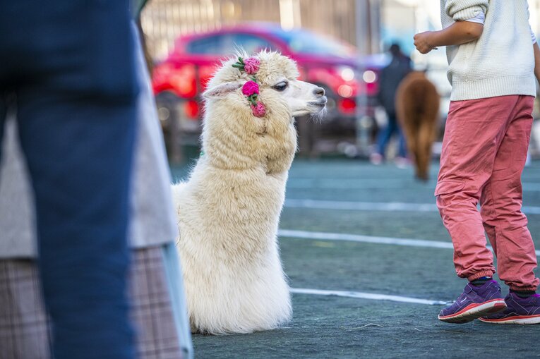 八ヶ岳アルパカ牧場のアルパカたち