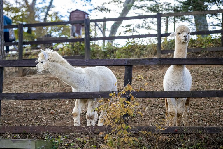 八ヶ岳アルパカ牧場のアルパカたち