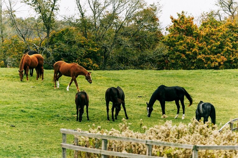 アドマイヤジャパン（左から2番目）　©Kiichi Matsumoto