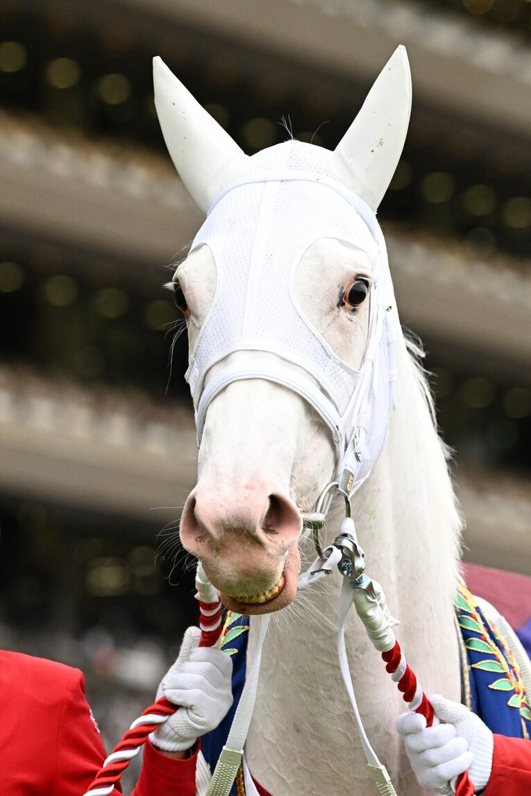 ソダシvsスターズオンアースは競馬史に残るレースとなるか？「ウオッカとダイワスカーレット」以来の“名牝ライバル誕生”を期待してしまう理由(7)