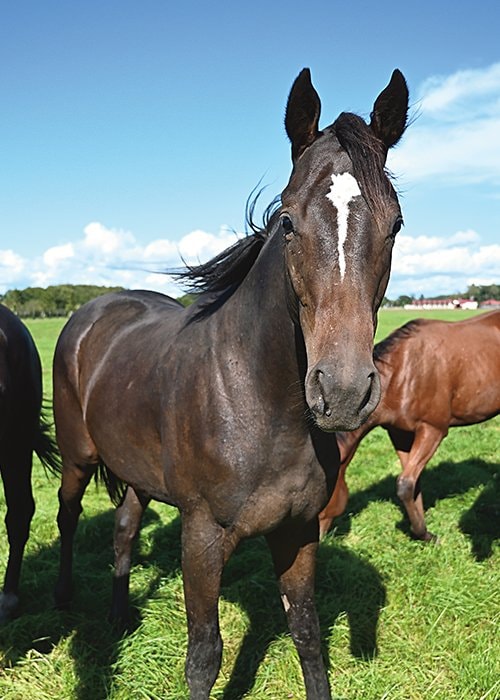 牧場の未来を担う1歳馬たち。カメラマンから「何ももらえない」と感付くと、そっぽを向いて去っていった