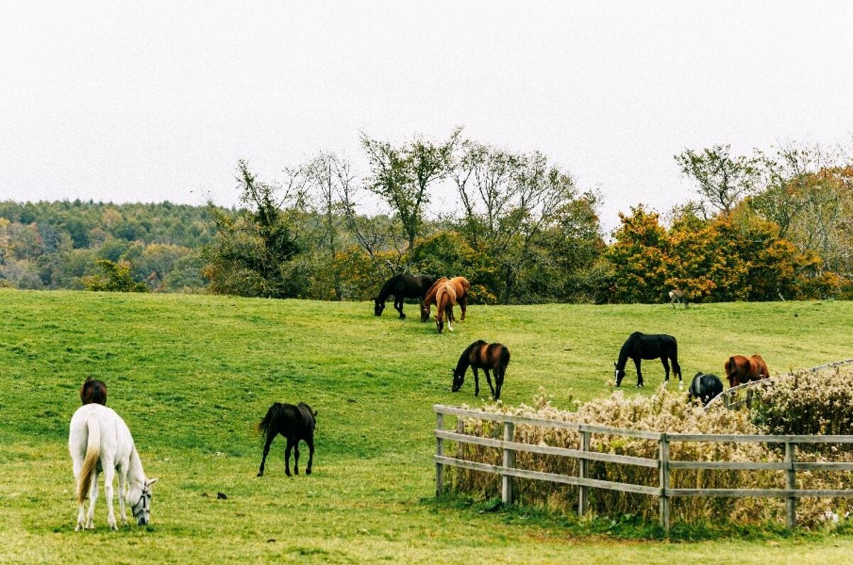 ウマ娘』公式SNSも注意喚起…なぜ牧場見学で“マナー違反”が繰り返される