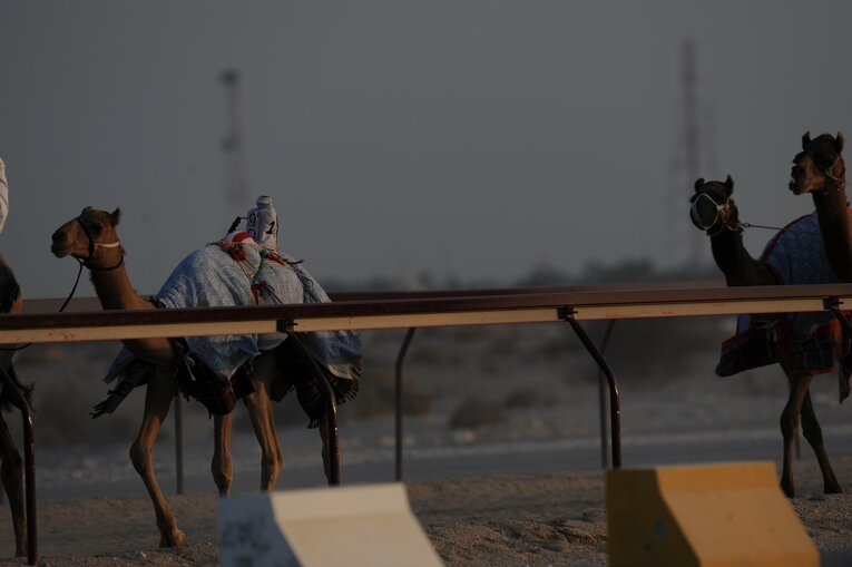 ラクダレース　©Bungeishunju