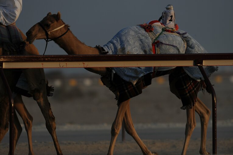 ラクダレース　©Bungeishunju