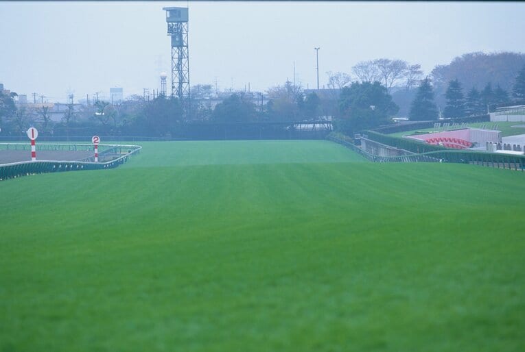 有馬記念が行われる中山競馬場の直線　©Tomohiko Hayashi