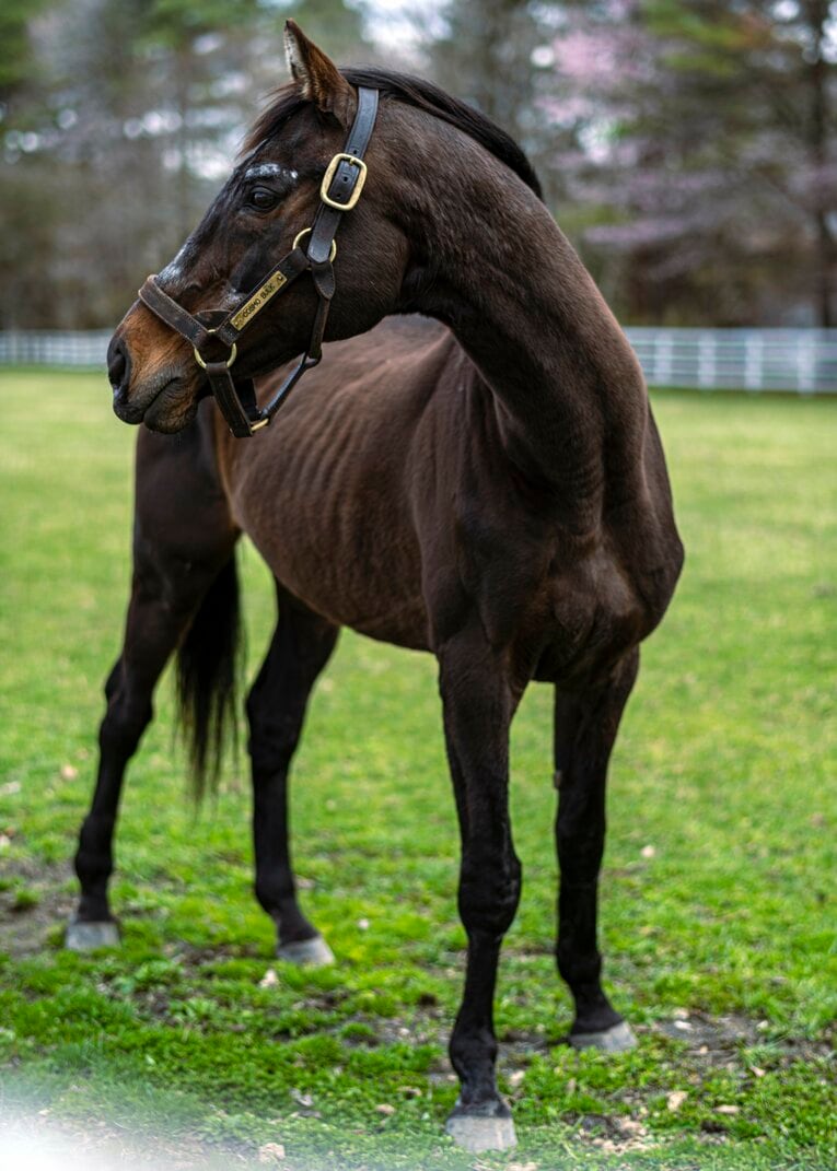ビッグレッドファームで功労馬として過ごすコスモバルク　©Takuya Sugiyama