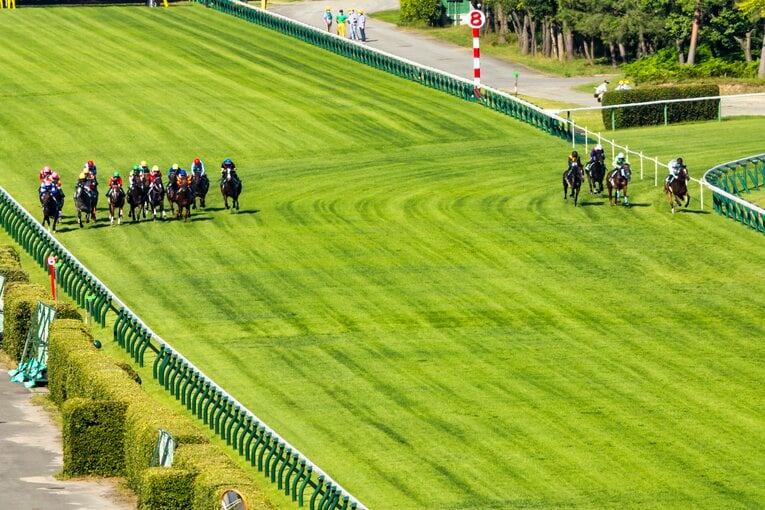 アイビスサマーダッシュの全景 ／ photograph by photostud