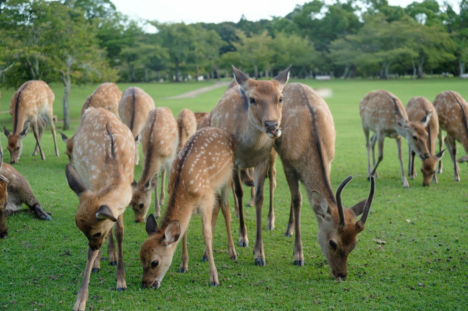 奈良公園の鹿の人懐っこさにチアゴ記者はビックリしたとか　©BUNGEISHUNJU