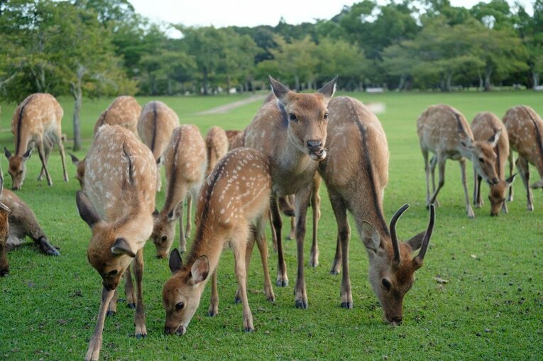 奈良公園の鹿の人懐っこさにチアゴ記者はビックリしたとか　©BUNGEISHUNJU