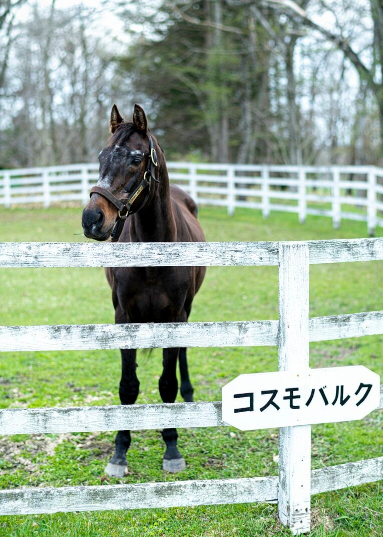 ビッグレッドファームで功労馬として過ごすコスモバルク　©Takuya Sugiyama