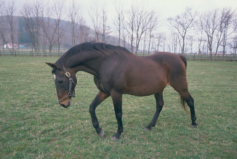 1988年、種牡馬を引退した三冠馬シンザンの貴重な姿。シンザンは1996年に35歳で大往生。サラブレッドの日本最長寿記録（当時）を更新した　©BUNGEISHUNJU