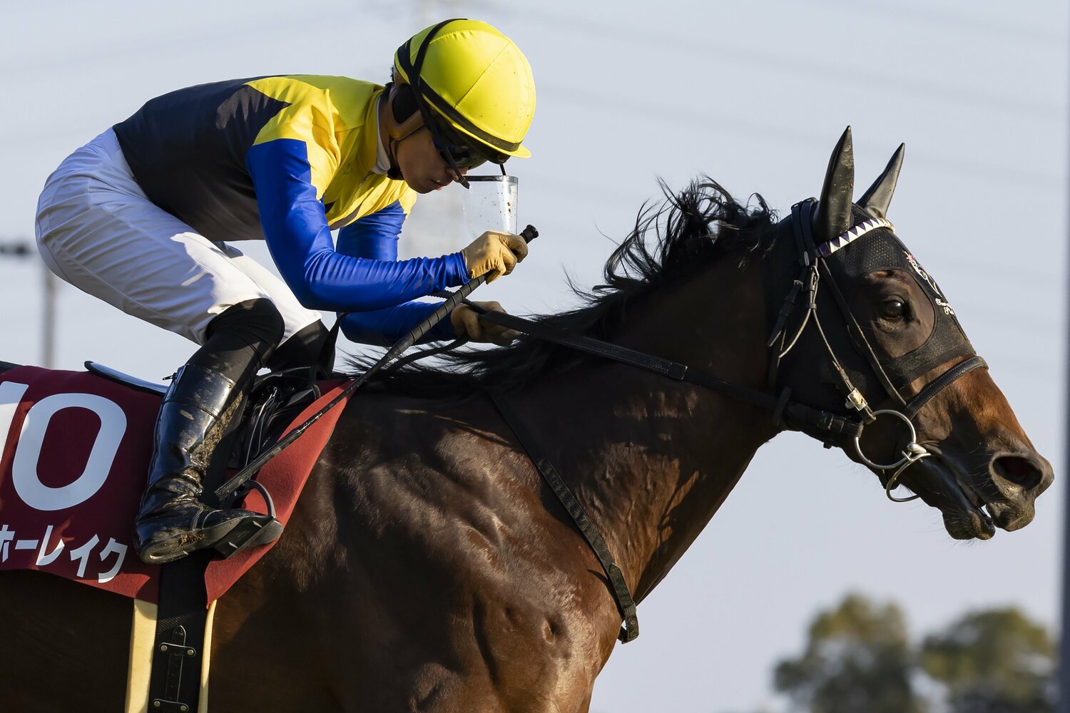 日経新春杯を制したヨーホーレイク　©Photostud