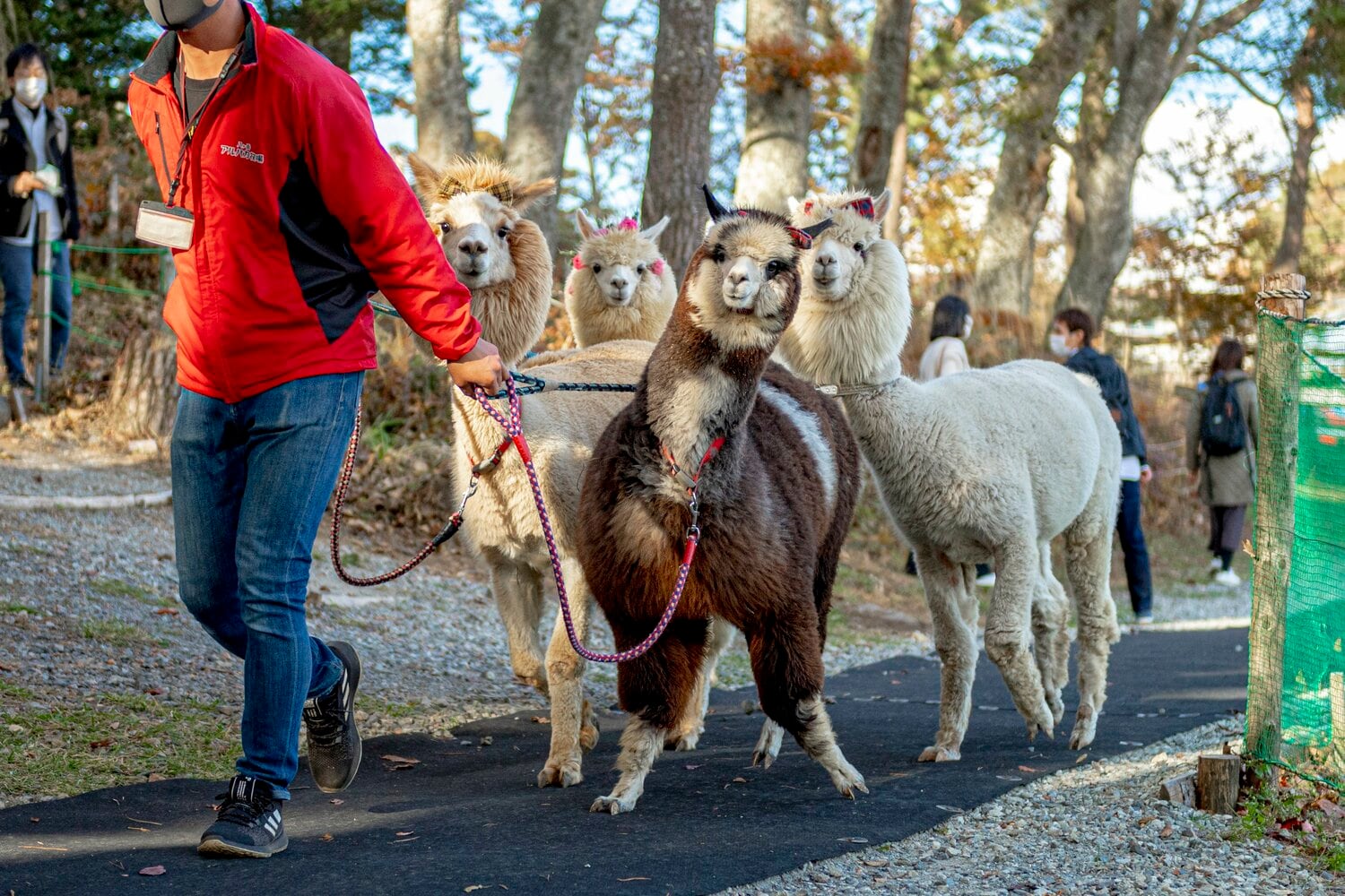 本日のレース（メスの子ども1歳～2歳限定戦）に出走する4頭。飼育員にひかれ、ゲートへと誘導