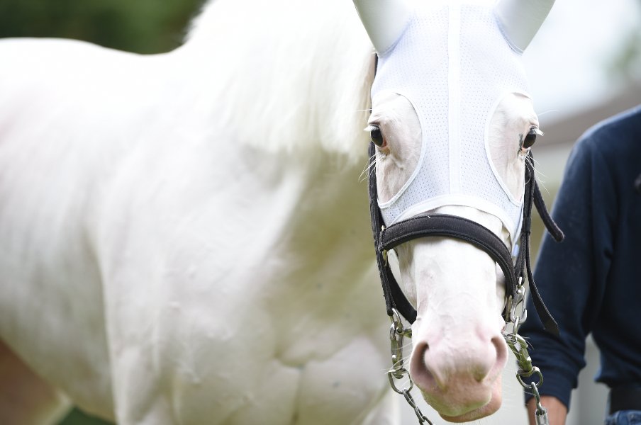 「僕と彼女とは運命的な出会いでした」“純白のアイドル馬”ソダシの主戦騎手が告白する《白毛GI馬のもう一つの才能》＜Number Web＞ photograph by Naoya Sanuki