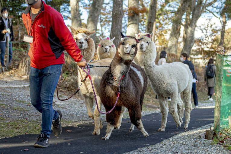 本日のレース（メスの子ども1歳～2歳限定戦）に出走する4頭。飼育員にひかれ、ゲートへと誘導