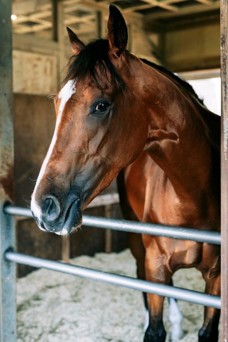 ソールオリエンスは“取材中も”くつろいでいた…記者が目撃した、ダービー1番人気の「名馬の風格」 武豊“絶賛”のファントムシーフも侮れない(19)