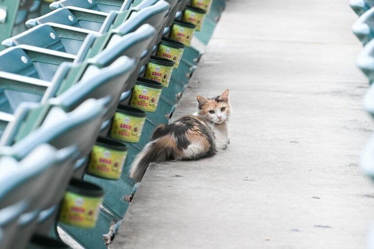 大谷が見たくて？エンゼルスタジアムにいた“ナゾのネコ”　©Nanae Suzuki
