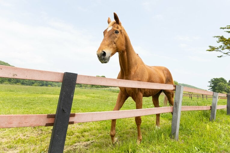 タイキシャトルは種牡馬をリタイアした後は認定NPO法人引退馬協会の所有馬に。会費や寄付、助成金収入を用いた馬の里親制度により馬生が支えられていた ©Daisuke Asauchi