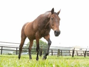 “有馬記念で3年連続3着”ナイスネイチャ33歳がふるさとで過ごす幸せな余生「馬なのに“人間っぽくて大好き”と言われます」