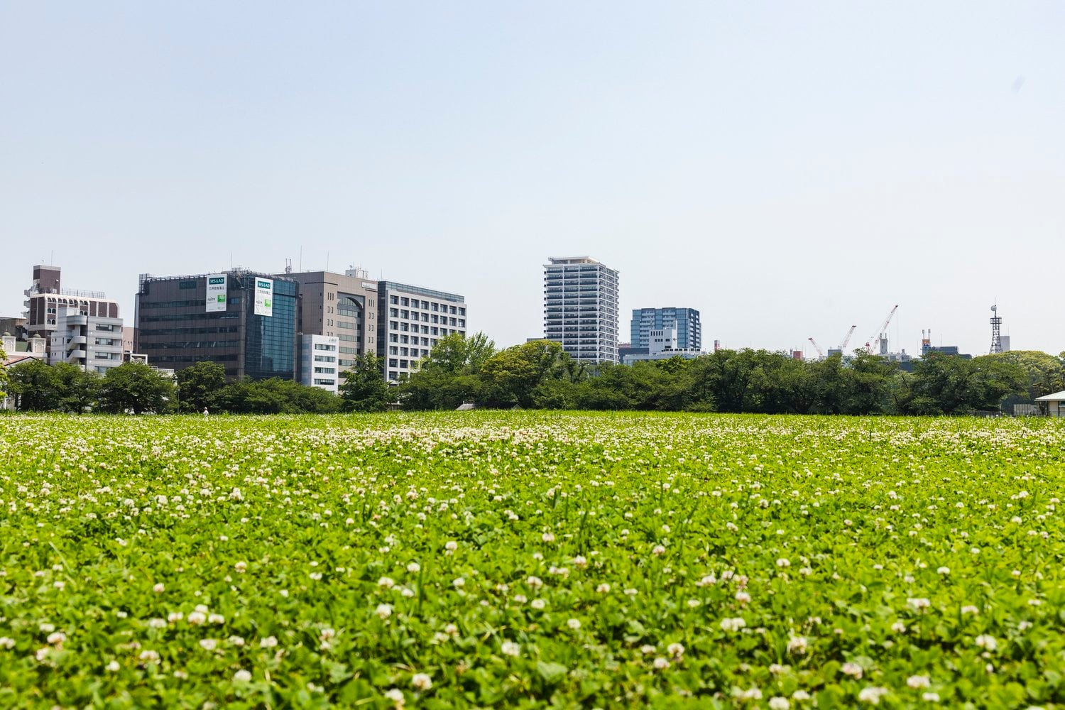 「このあたりがマウンドだったのだろうか」うろうろと歩き回った