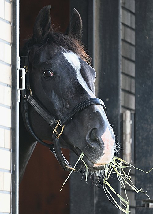 現在24歳のブラックタイド。ブリーダーズSSの現役種牡馬だ