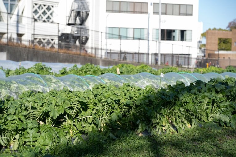 キャンパスの畑。土作りからはじまる今年の東農大の応援。他校とは土台も培ってきたものも異なる　©Nanae Suzuki