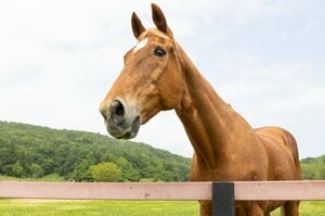 【話題】「馬房はお花で一杯になっています」愛された名馬タイキシャトル（享年28）が過ごした“幸福な余生”…晩年を支えたホースマンの思い