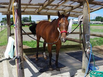 南相馬は、相馬野馬追だけじゃない。「馬女」に嬉しい温泉、厩舎、美食。＜Number Web＞ photograph by Akihiro Shimada