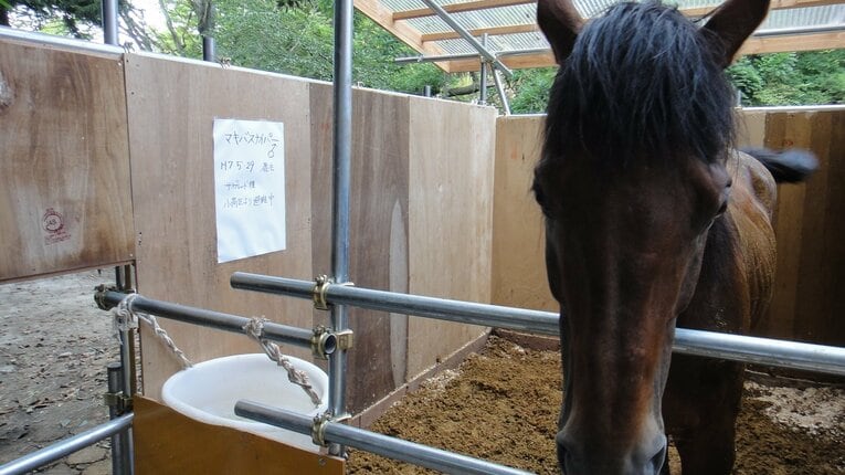 相馬中村神社に引き取られたマキバスナイパー