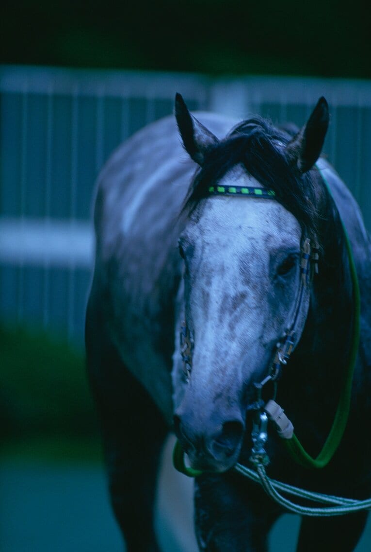 天皇賞・春を連覇した“最強ステイヤー”メジロマックイーン　©Keiji Ishikawa