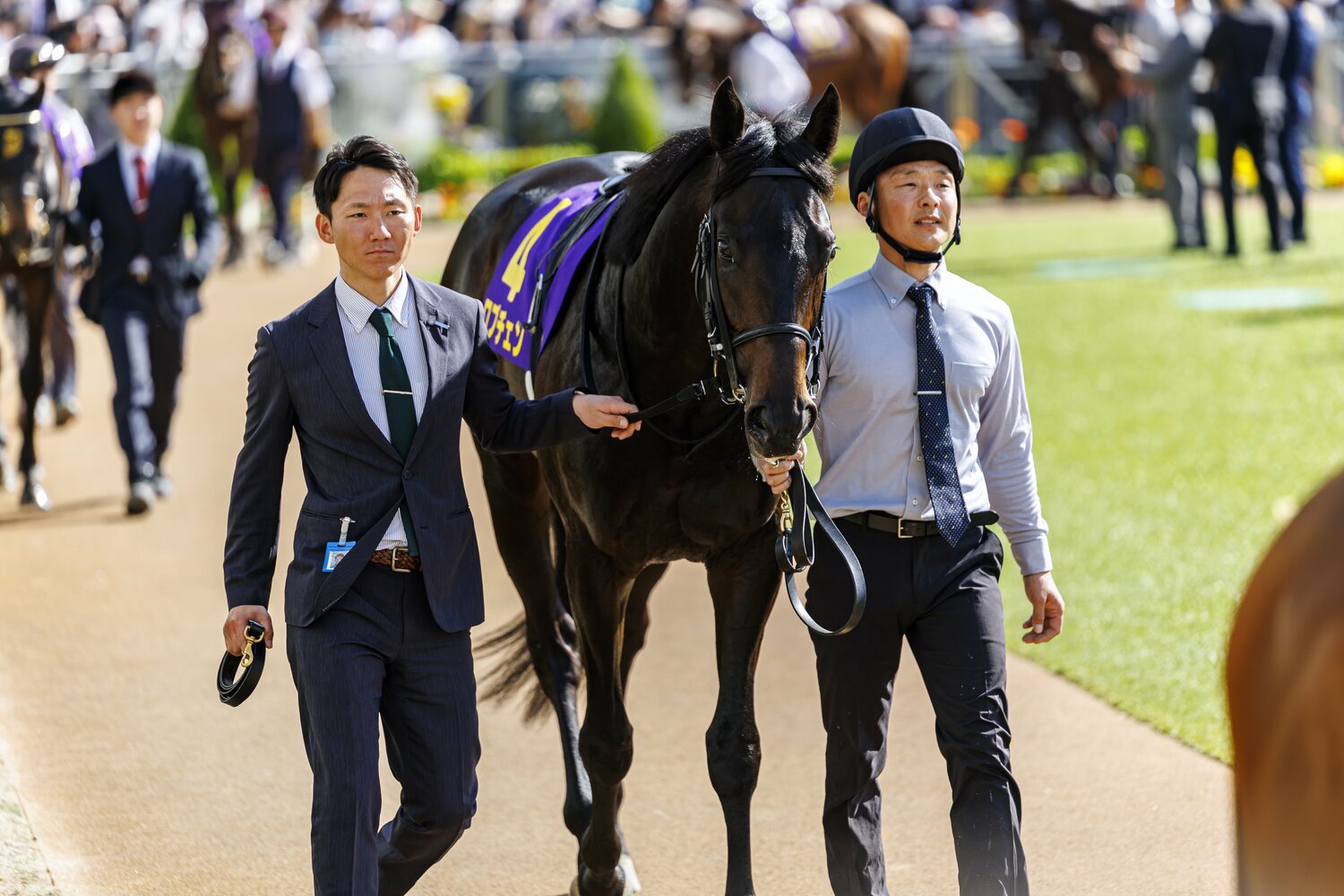 パドックでのロブチェン。520kgの雄大な馬格を誇る　©Kiichi Matsumoto