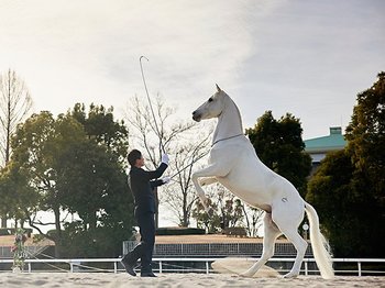 競馬ファンも意外と知らない東京競馬場にいる“二足歩行の白馬”って？ 25年目職員とのコンビはまるで親子＜Number Web＞ photograph by Yusuke Nakanishi