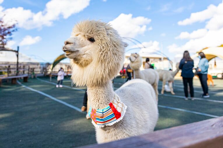 八ヶ岳アルパカ牧場のアルパカたち