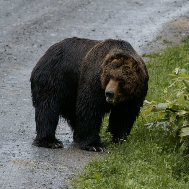 「一発で仕留めないとおふくろが襲われるかも」元ラガーマン猟師が語る“初めてヒグマを撃った日”…「クマっていうのは本当に賢くてね」命がけの報酬―2025年下半期読まれた記事
