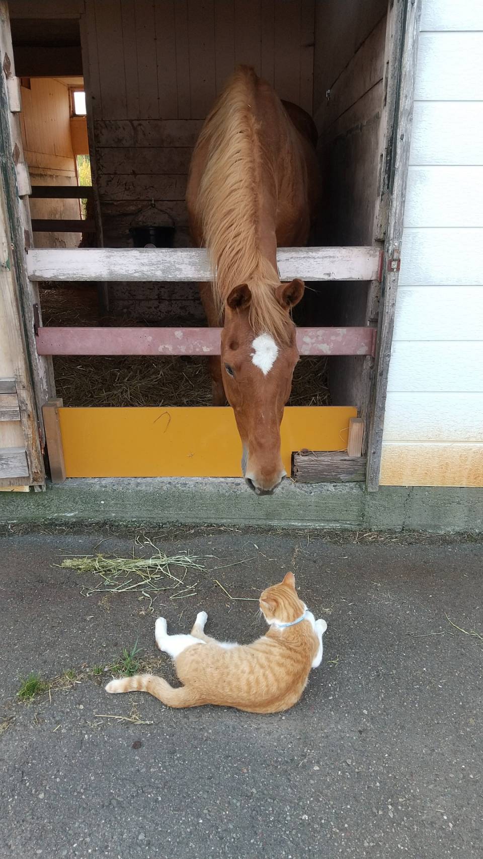 ノーザンレイクの看板猫メトさんとも仲良しのタイキシャトル ©The Retired Horse Association