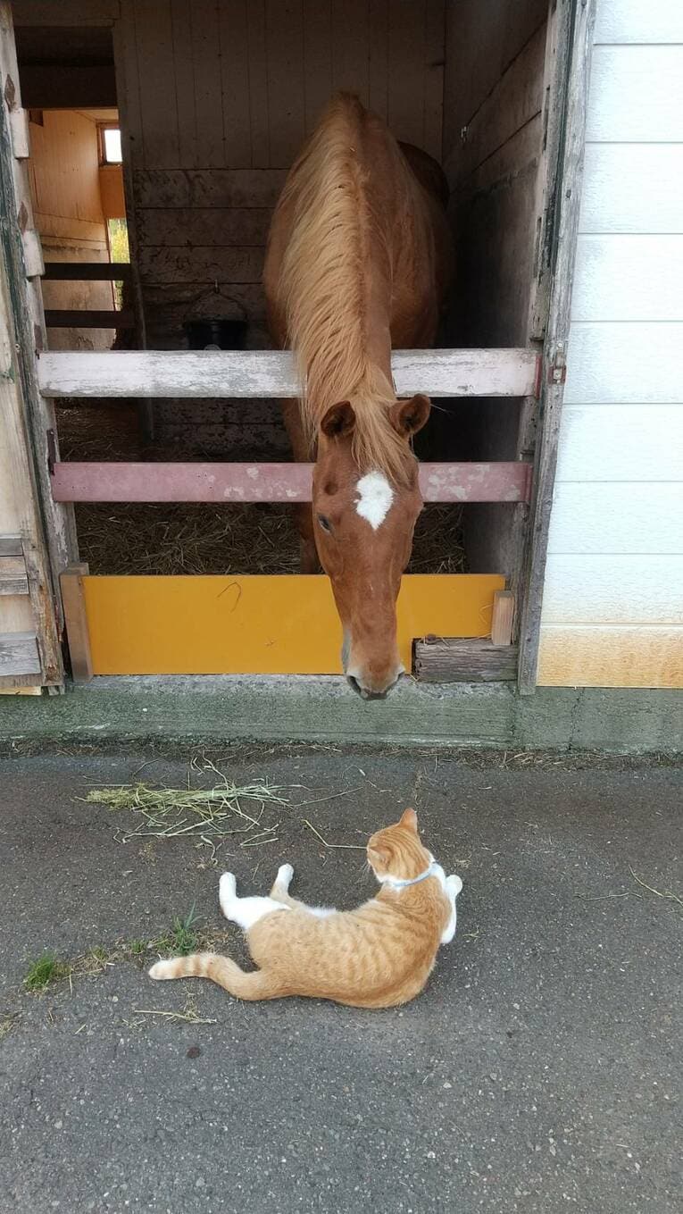 ノーザンレイクの牧場看板猫メトと　courtesy of Northern Lake（提供：ノーザンレイク）