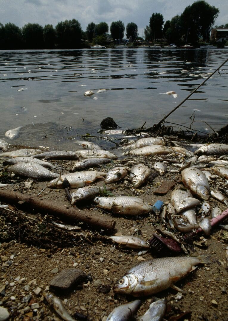 1990年、水質汚染によって川に生きる生物にも影響が…　©Getty Images
