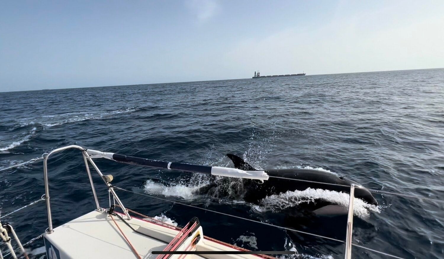 到着目前で、3t以上はあろうかという巨体のシャチの奇襲に合う。本来なら使用が禁止されているエンジンも稼働してなんとか切り抜けたが、舵板半分以上が壊滅してしまった　©️Team MILAI