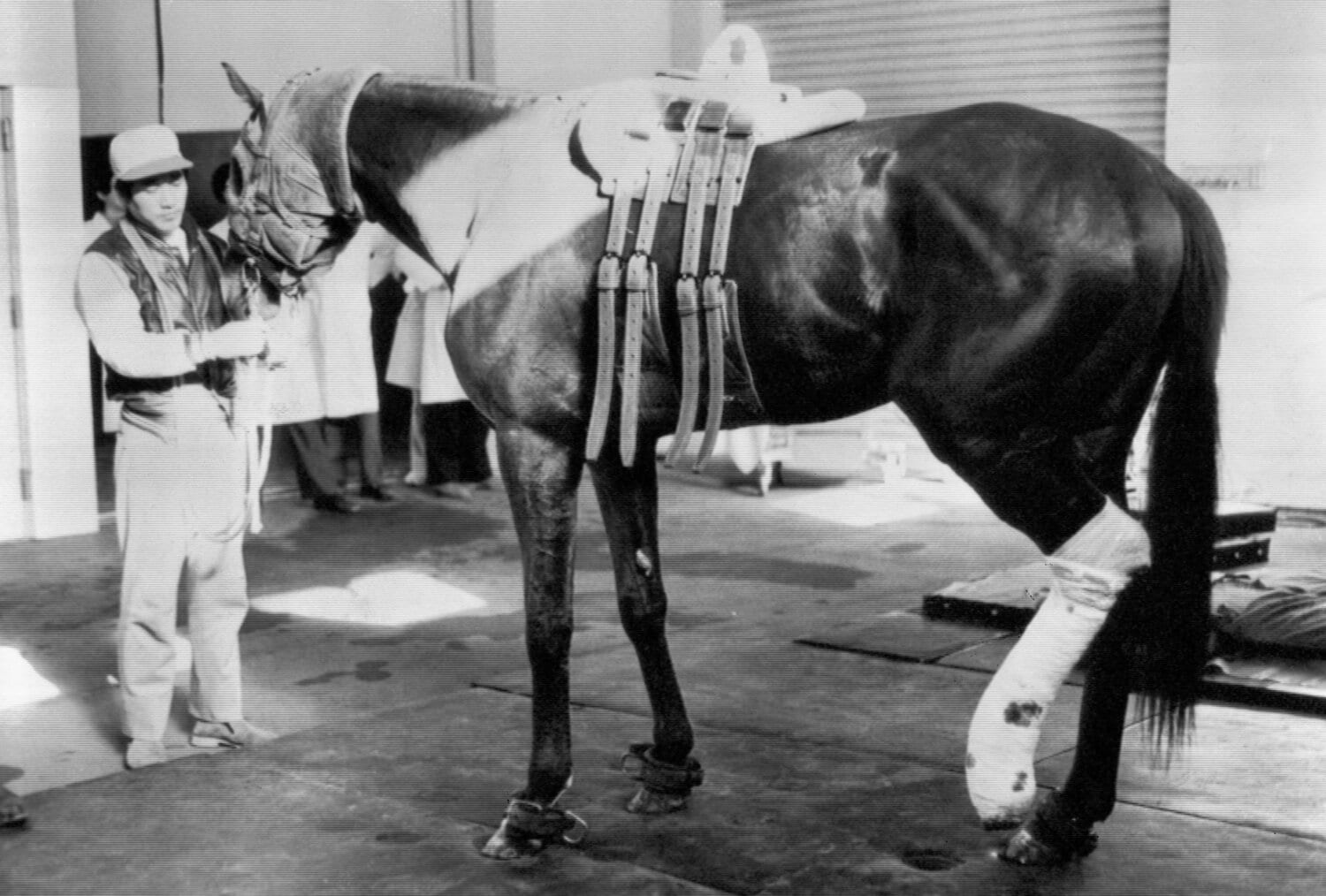 大手術を終えたテンポイント。しかし右後肢が支えきれず蹄葉炎を発症した後、息を引き取った　©KYODO